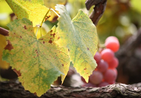 �֤ɤ����դä�