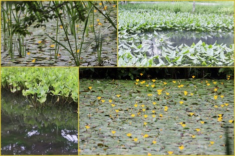 箱根湿性花園