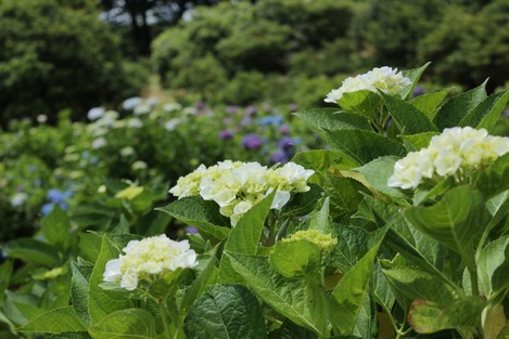 横須賀しょうぶ園の紫陽花