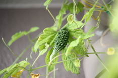 ���������-2