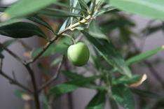 ���꡼���μ�