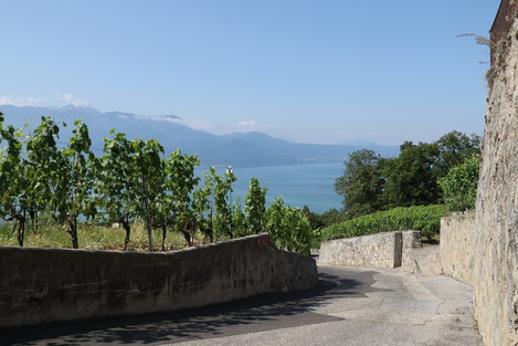 Lavaux