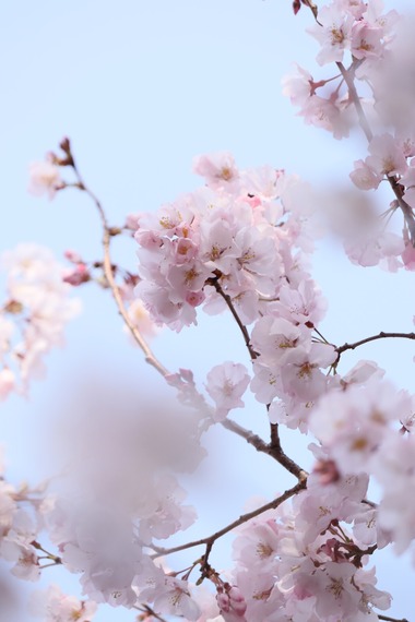 お寺の桜 2022