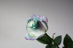 Magic Rose-2