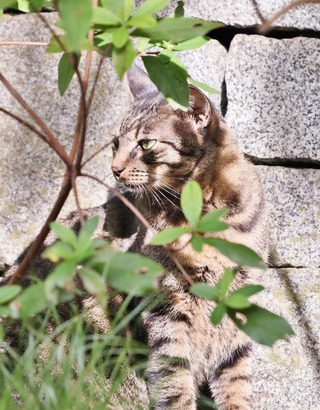 にゃんこ