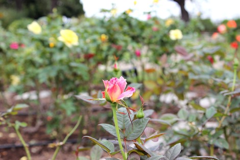 »³¼ê¤Î¥Ð¥é