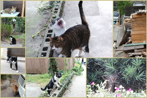 西方ねこ