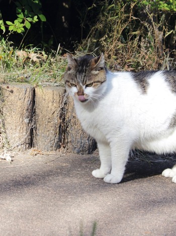 ペロリのにゃんこ