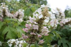 ���ջ��۲�