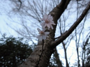 緋寒桜