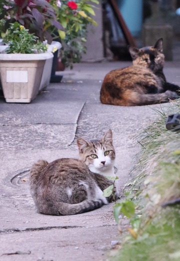 ニャンズ