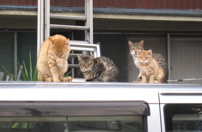 車の屋根の上