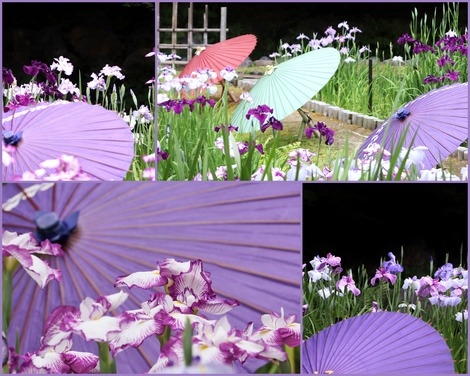 花菖蒲と傘
