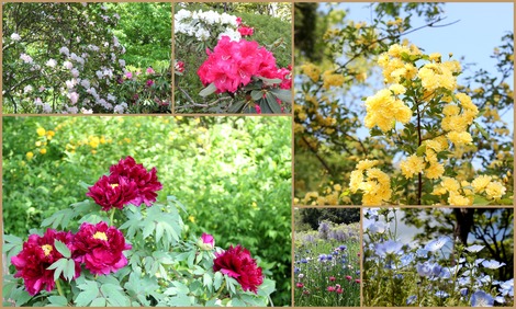 その他の花々