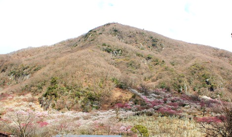 幕山梅林