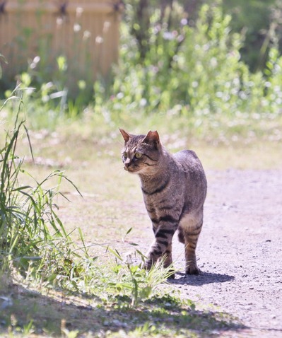 にゃんこ