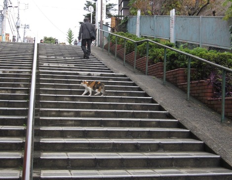 だんだんねこ