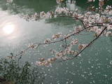 桜-1