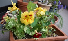 �ʥ������塼��