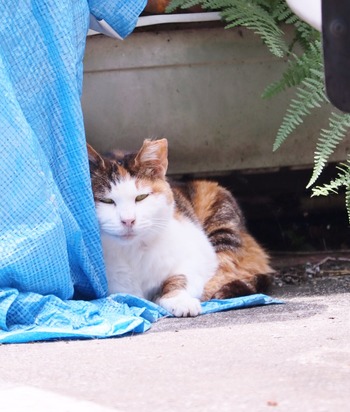 にゃんこ