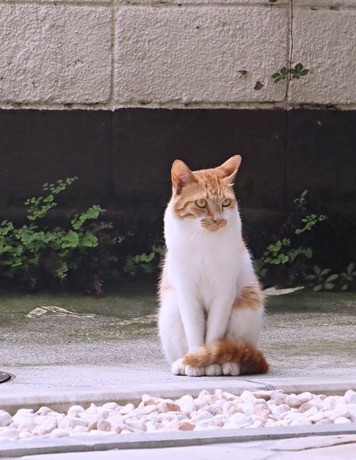 にゃんこ