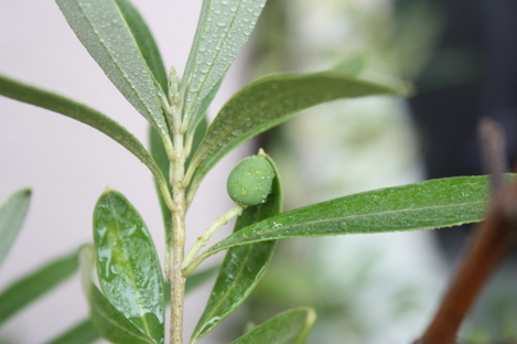 ���꡼���μ�