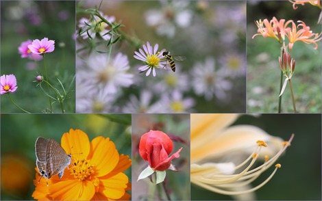 秋の花々