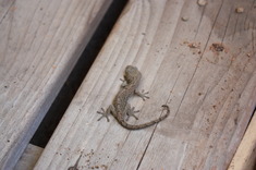 ����ޥ����