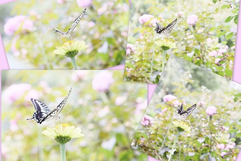 �ʥߥ����Ϥȥ��˥�