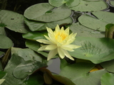 睡蓮-1