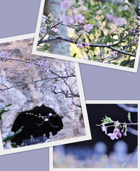 報国寺、桜