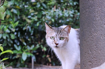 にゃんこ