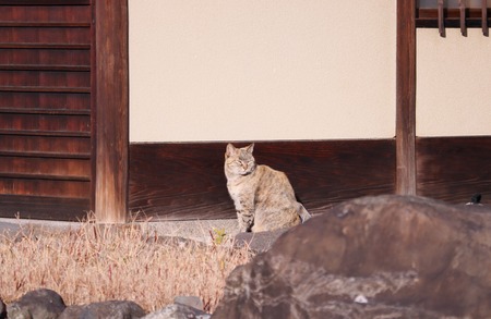 にゃんこ