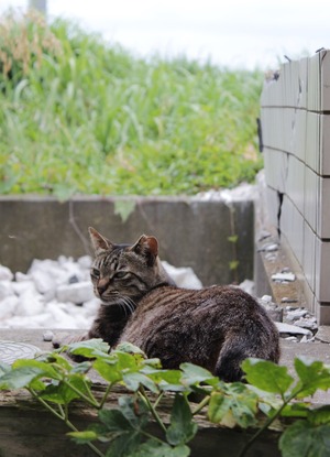 キジトラちゃん