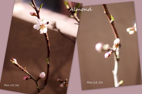 Almond