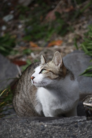 最初に出会ったねこちゃん