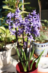 ¥Ò¥ä¥·¥ó¥¹-2