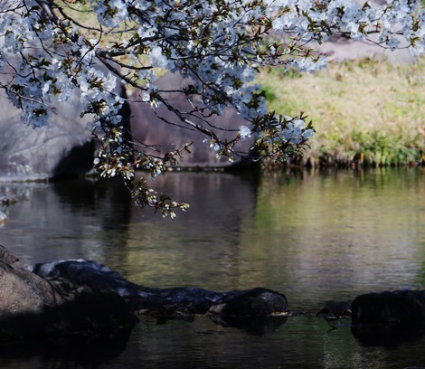 白鳥庭園