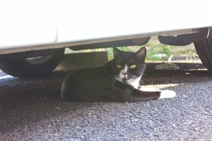 車の下のねこ-2