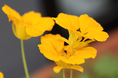 �ʥ������塼��