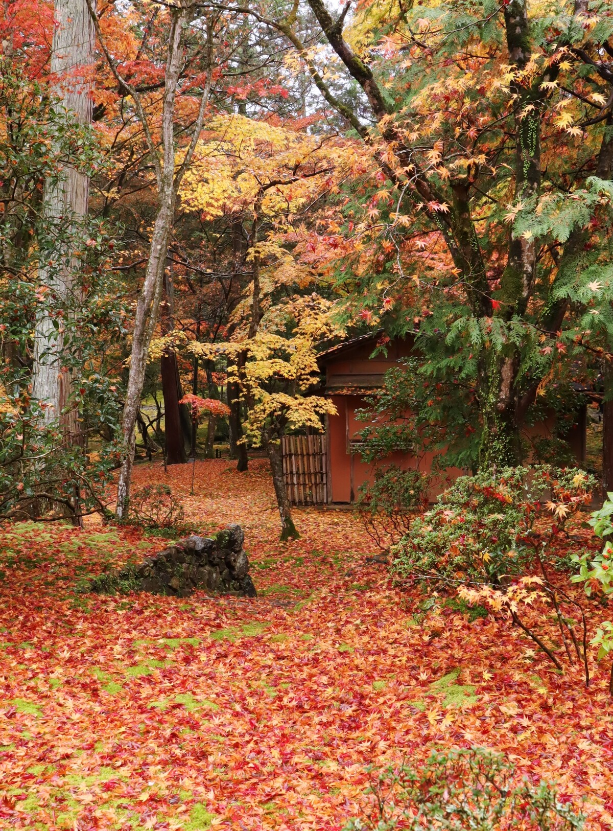 飛び出せ Kitchen 西芳寺 苔寺 Livedoor Blog ブログ