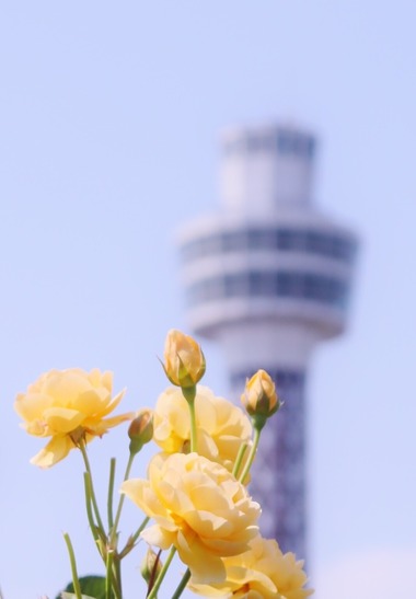 ����ꥫ������