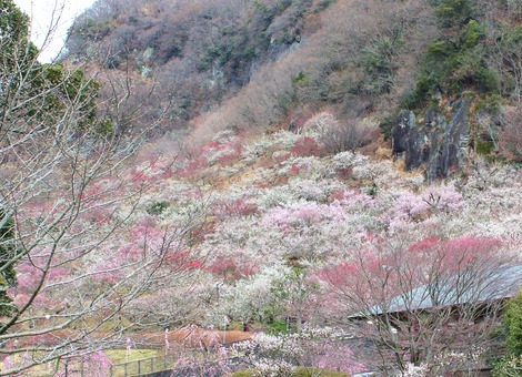 幕山公園