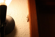 Gecko