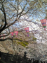 桜-2