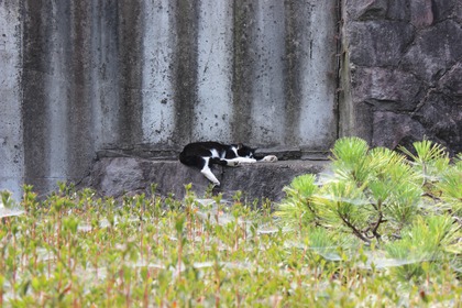 小田原城の猫-3
