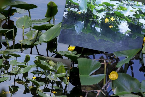 湿性花園