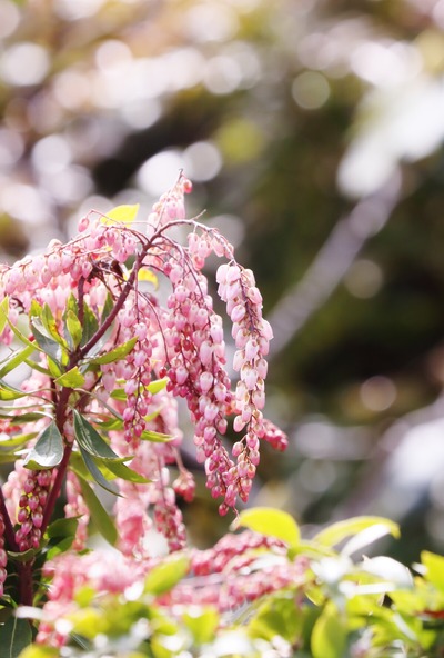 �ԥ󥯤��Ͽ���