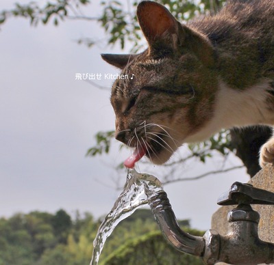 お水大好き
