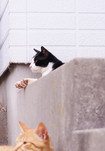 にゃんこ
